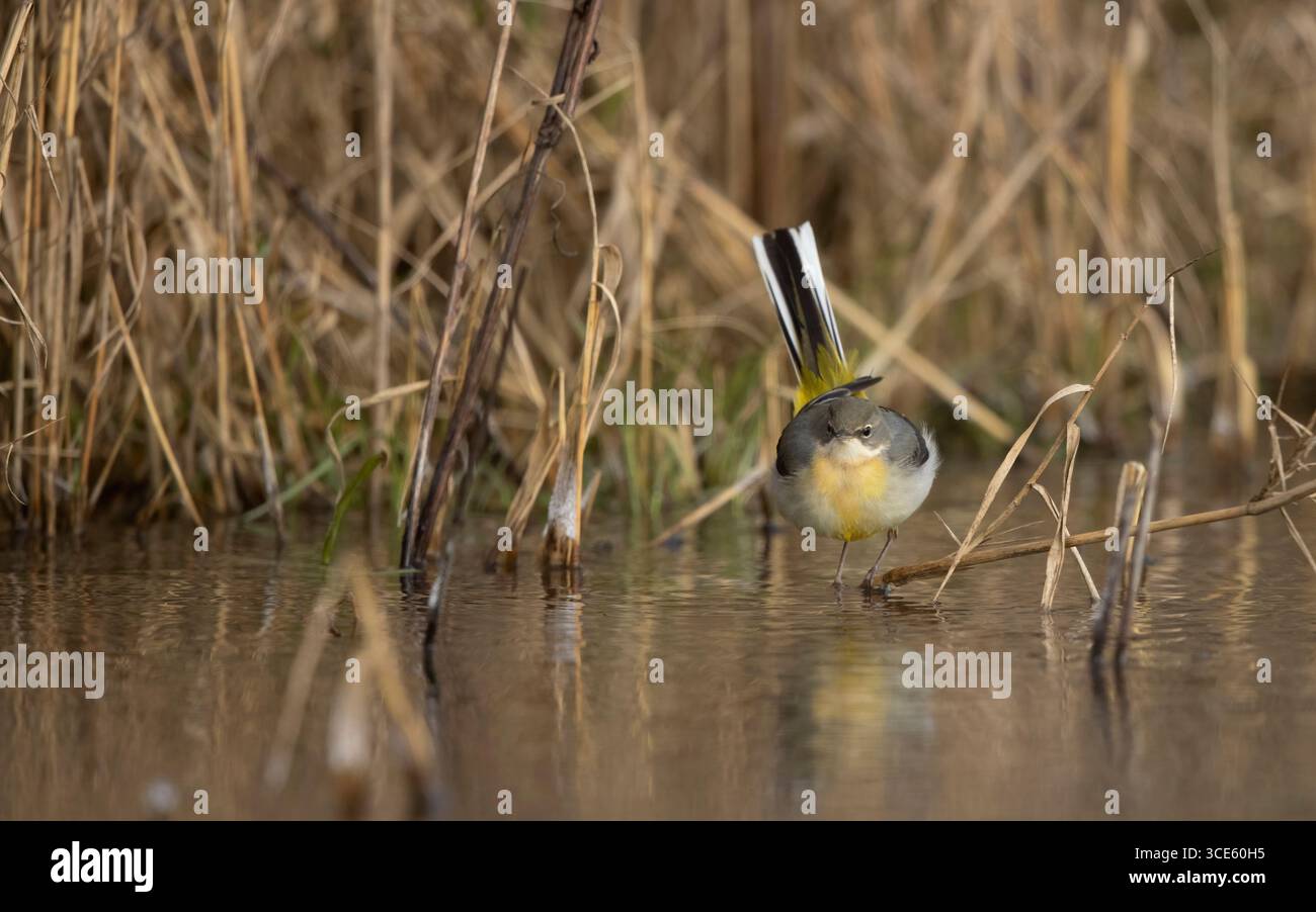 Grise (Motacilla cinerea, Motacilla cinerea cinerea), oiseau à 2cy se nourrissant dans un champ inondé en hiver, Danemark, Zélande, Roskilde Banque D'Images