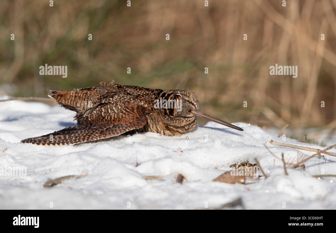 Bécasse eurasienne (Scolopax rusticola), morte, affamée se trouve dans la neige, Danemark, Jutland Banque D'Images