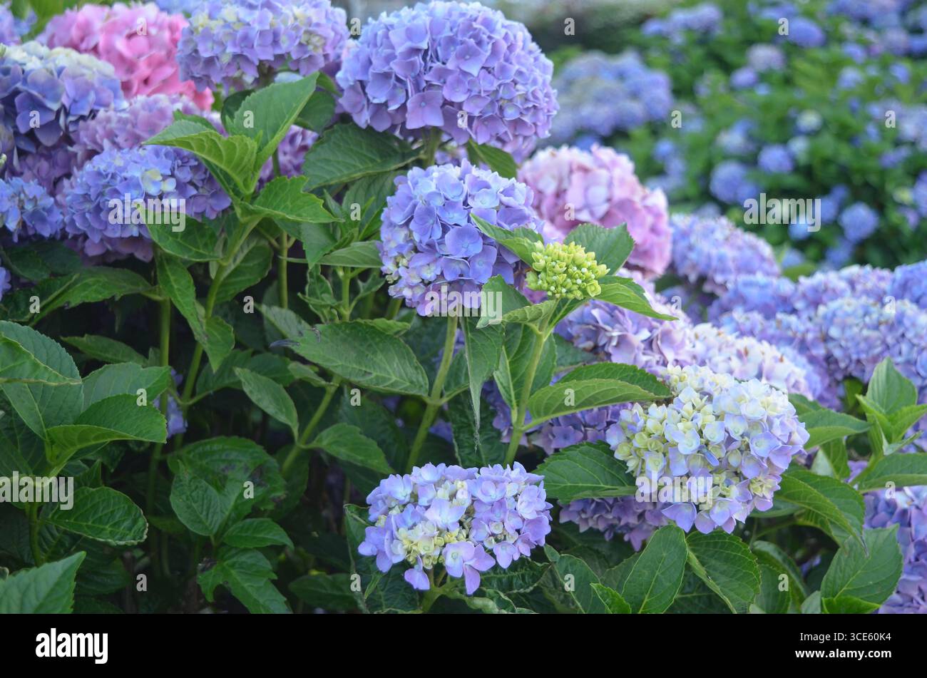 Hortensia bleu Fleurs Banque D'Images