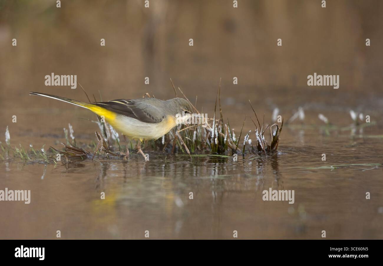 Grise (Motacilla cinerea, Motacilla cinerea cinerea), oiseau à 2cy se nourrissant dans un champ inondé en hiver, Danemark, Zélande, Roskilde Banque D'Images