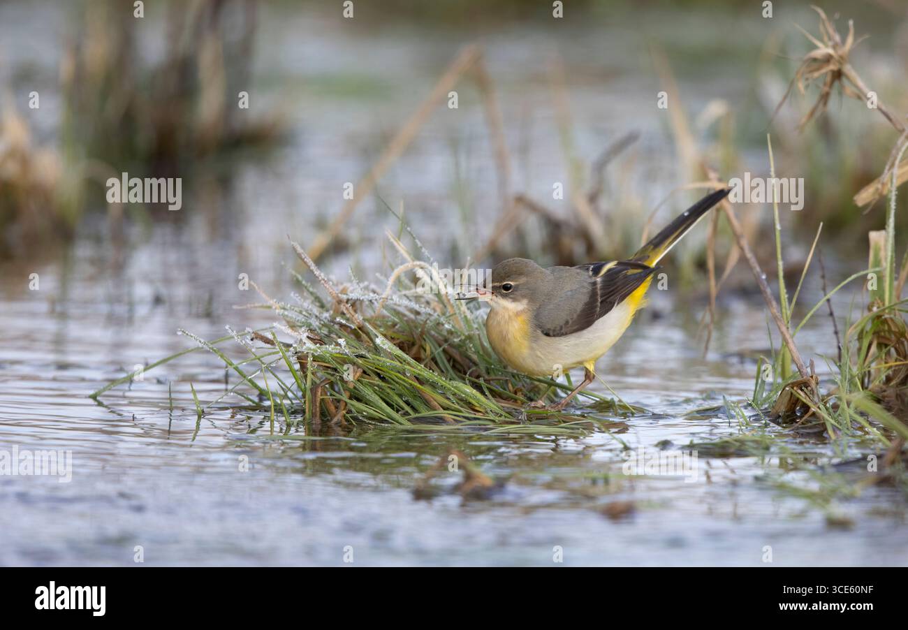 Mouche grise (Motacilla cinerea, Motacilla cinerea cinerea), un oiseau 2cy nourrissant un insecte dans un champ inondé en hiver, Danemark, Zélande, Roskilde Banque D'Images