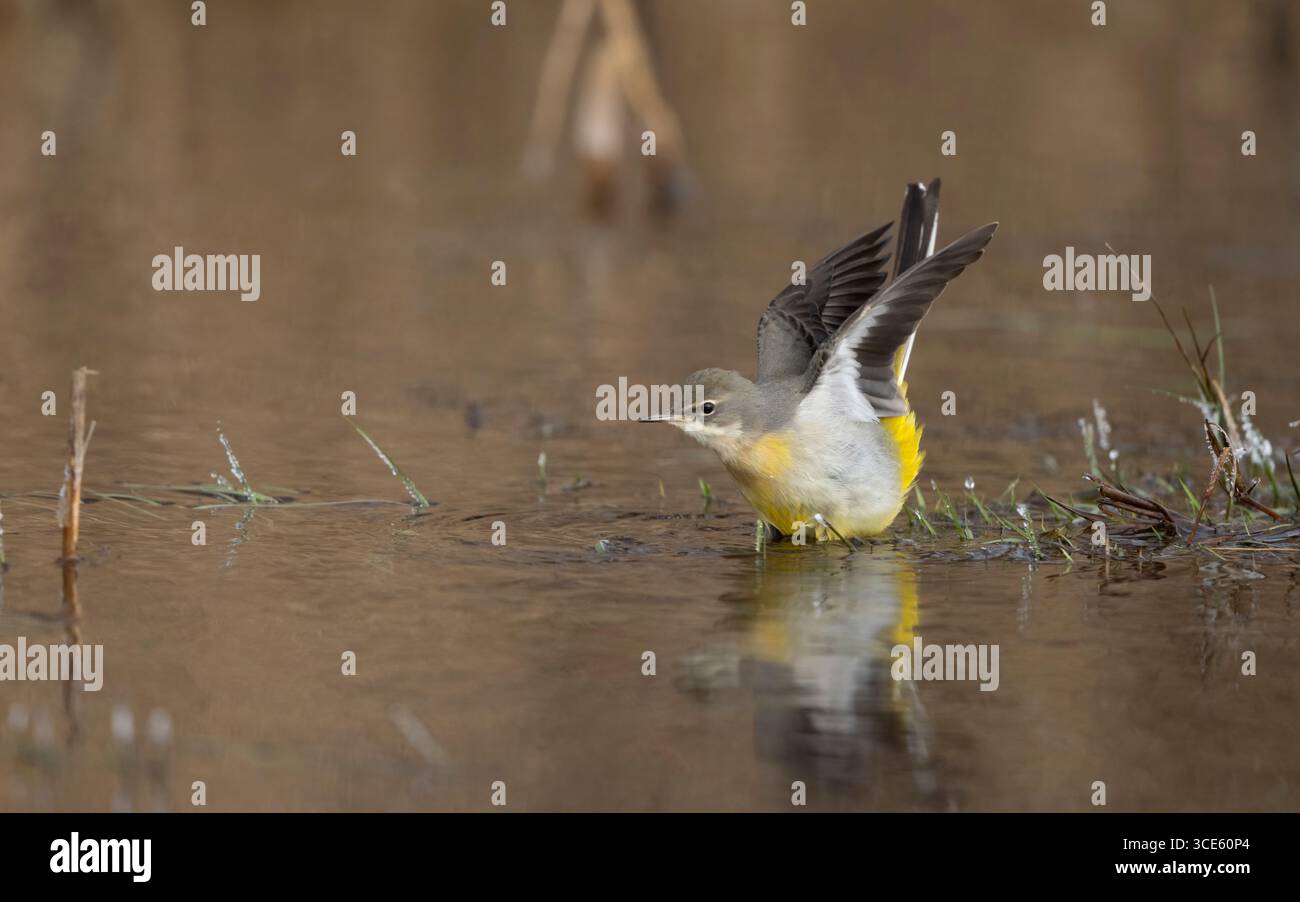 Queue grise (Motacilla cinerea, Motacilla cinerea cinerea), oiseau 2cy montrant sous les ailes en hiver, Danemark, Zélande, Roskilde Banque D'Images