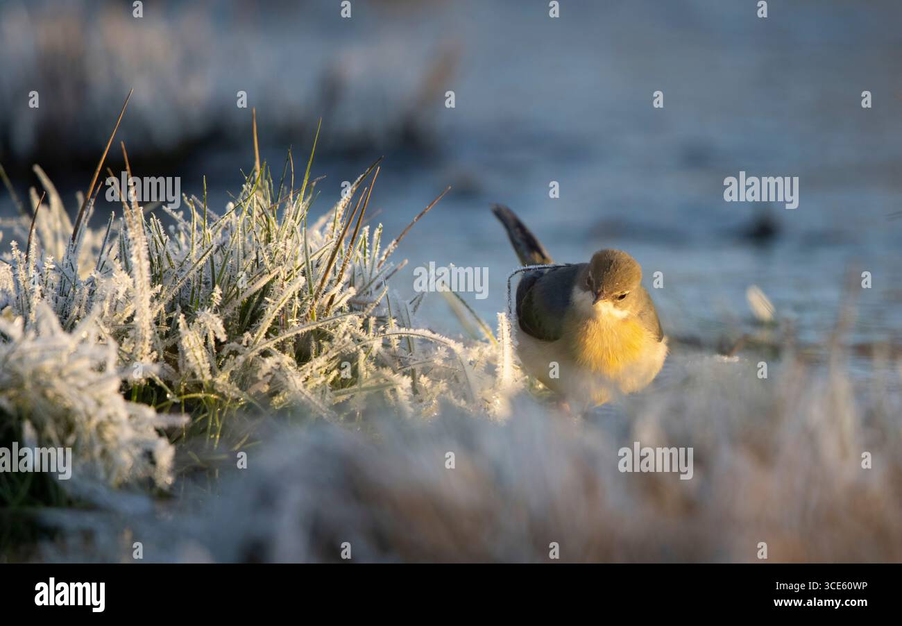 Grise (Motacilla cinerea, Motacilla cinerea cinerea), oiseau à 2cy se nourrissant dans un champ inondé en hiver, Danemark, Zélande, Roskilde Banque D'Images