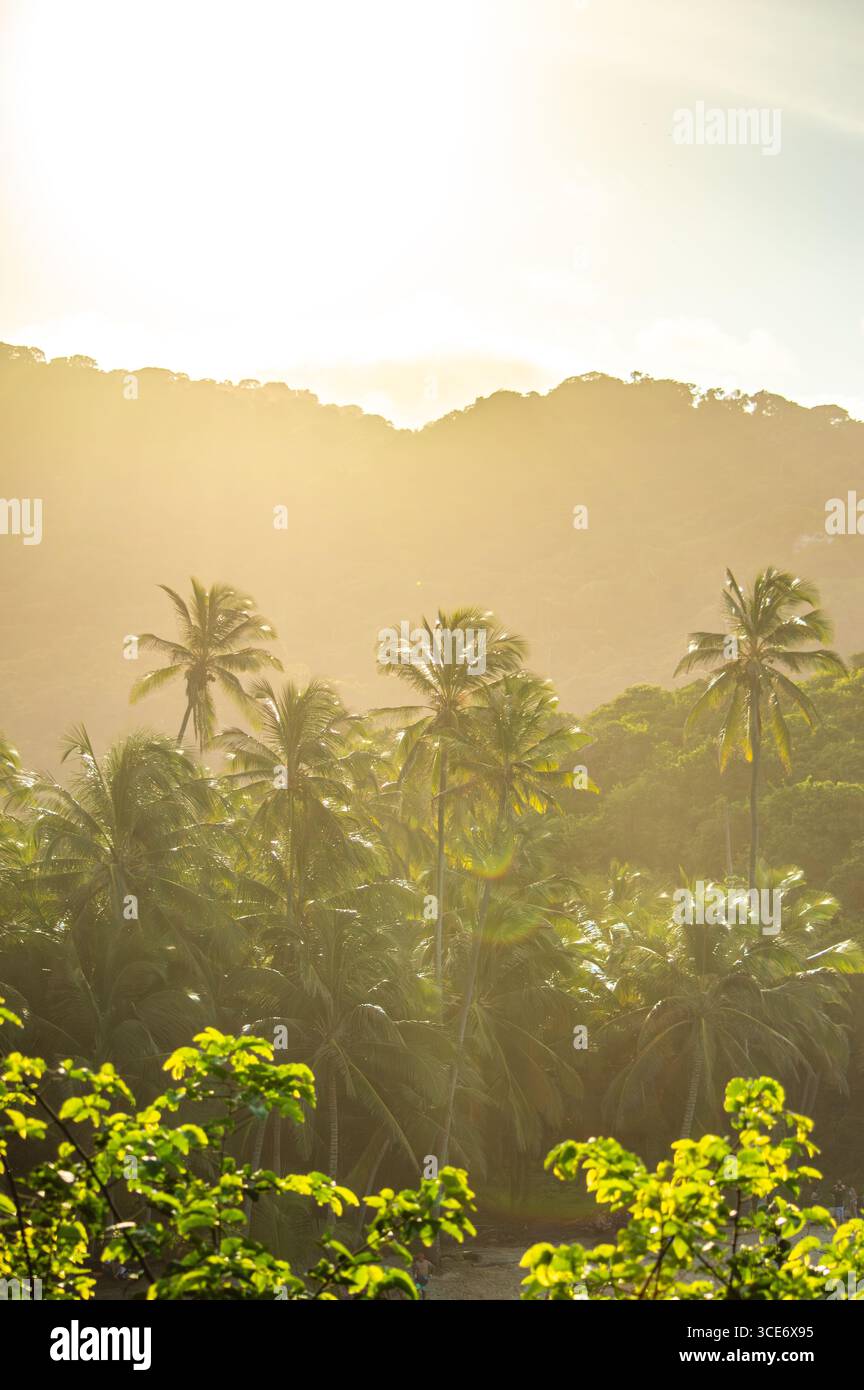 Lumière dorée filtrant à travers les palmiers luxuriants dans Tayrona Park, Santa Marta, Colombie, mettant en valeur la beauté naturelle. Banque D'Images
