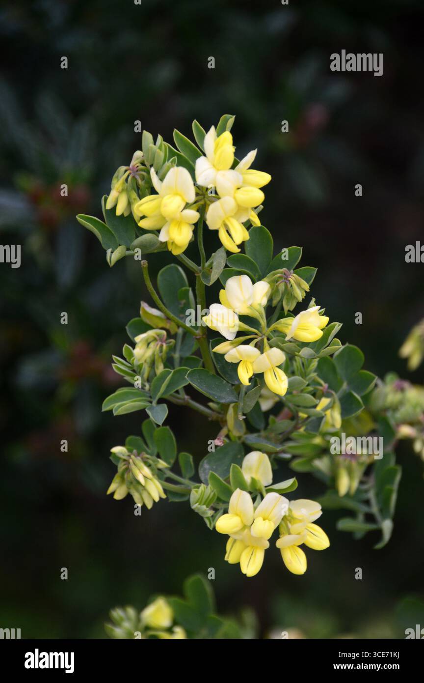 Jaune Coronilla Valentina 'Citrina' (Scorpion Vetch) fleurs exposées dans les frontières au RHS Garden Harlow Carr, Harrogate, Angleterre, Royaume-Uni. Banque D'Images