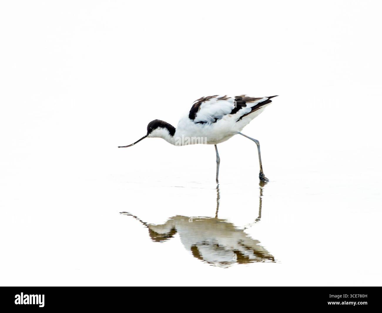 Avocet photo clé en main, Titchwell Marsh, Norfolk, Royaume-Uni Banque D'Images
