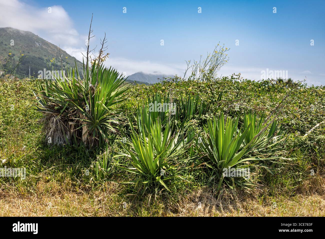 Poignard espagnol, Yucca gloriosa L., Praia de Seda près du phare de Larino, Faro de Larino aka Punta Insua Lighthouse, A Coruna, la Coruna, Espagne Banque D'Images