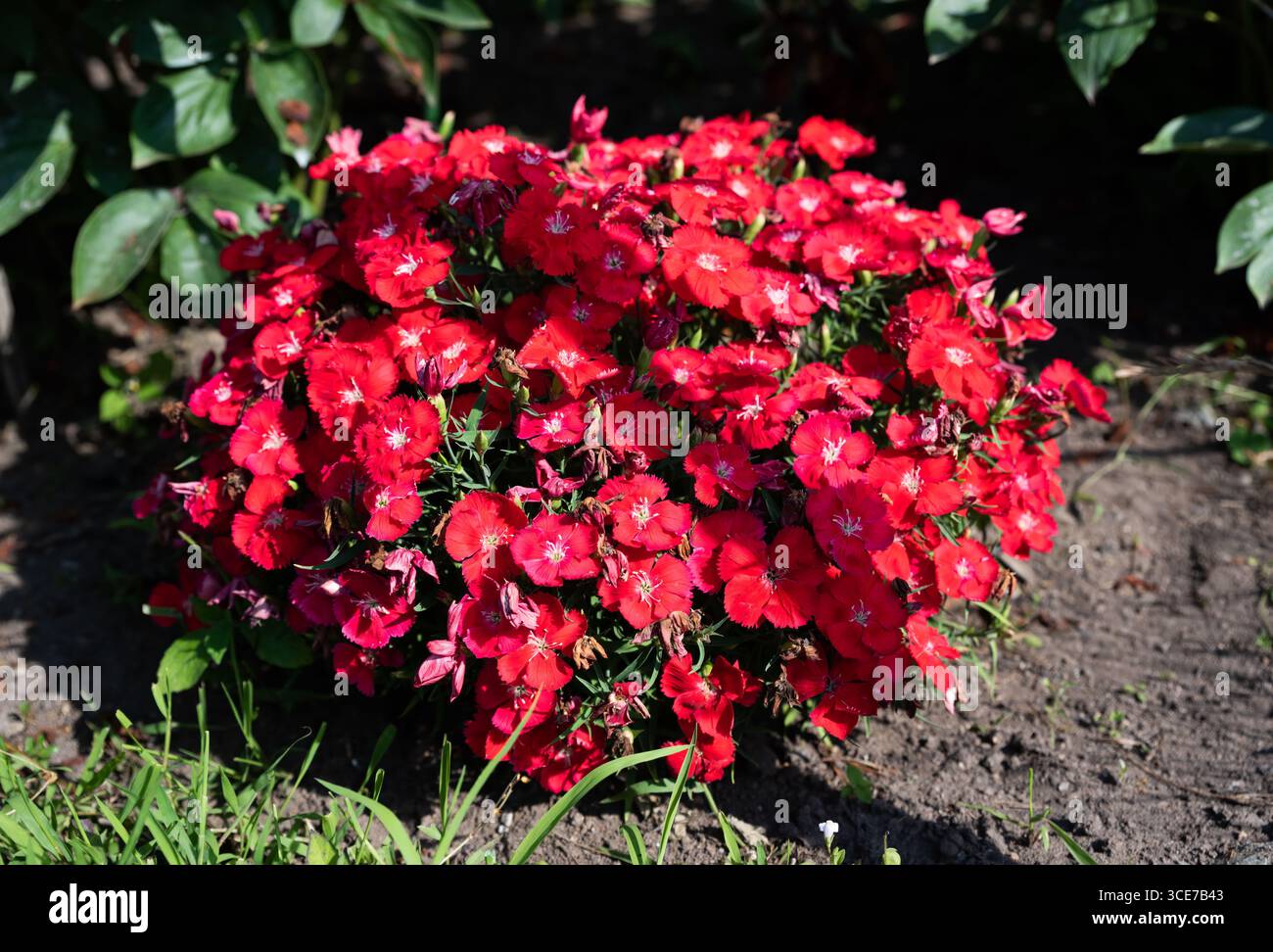 Un buisson compact de fleurs roses chinoises brille de riches teintes rouges sous un soleil éclatant. Entouré d'herbe verte et de sol dans un cadre de jardin. Banque D'Images