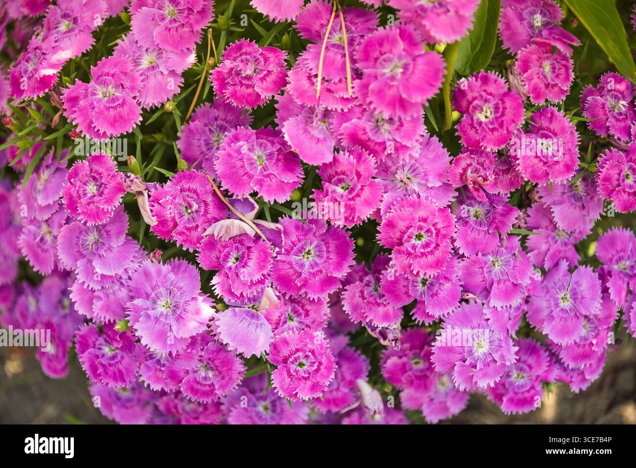 Grappe vibrante de fleurs roses de Chine en pleine floraison, montrant des pétales roses et magenta vifs avec des bords frangés. Un affichage floral coloré d'en haut. Banque D'Images