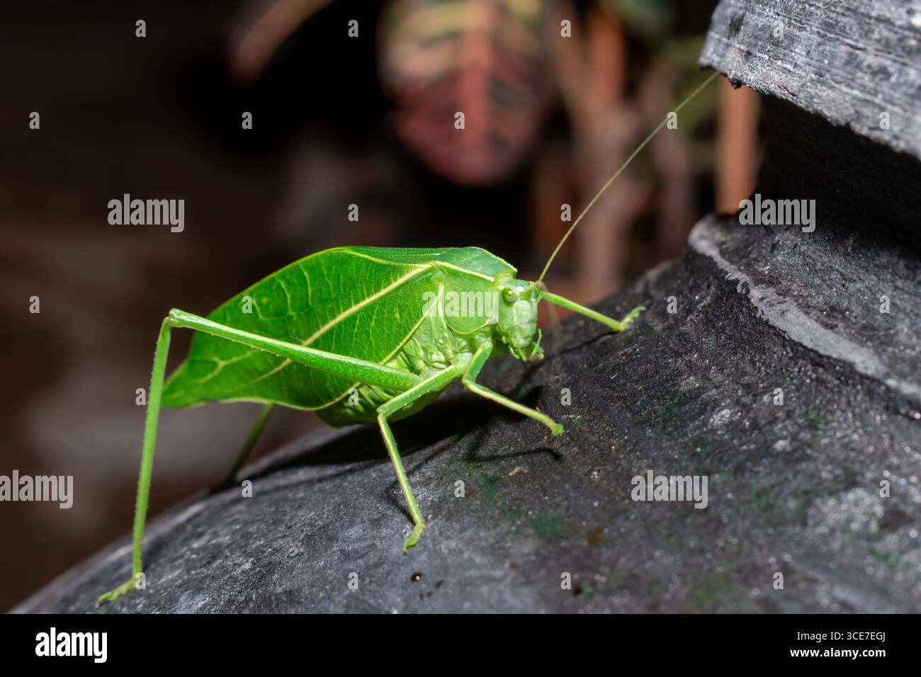 Katydid géant (Stilpnochlora couloniana) sur la feuille de la branche Banque D'Images