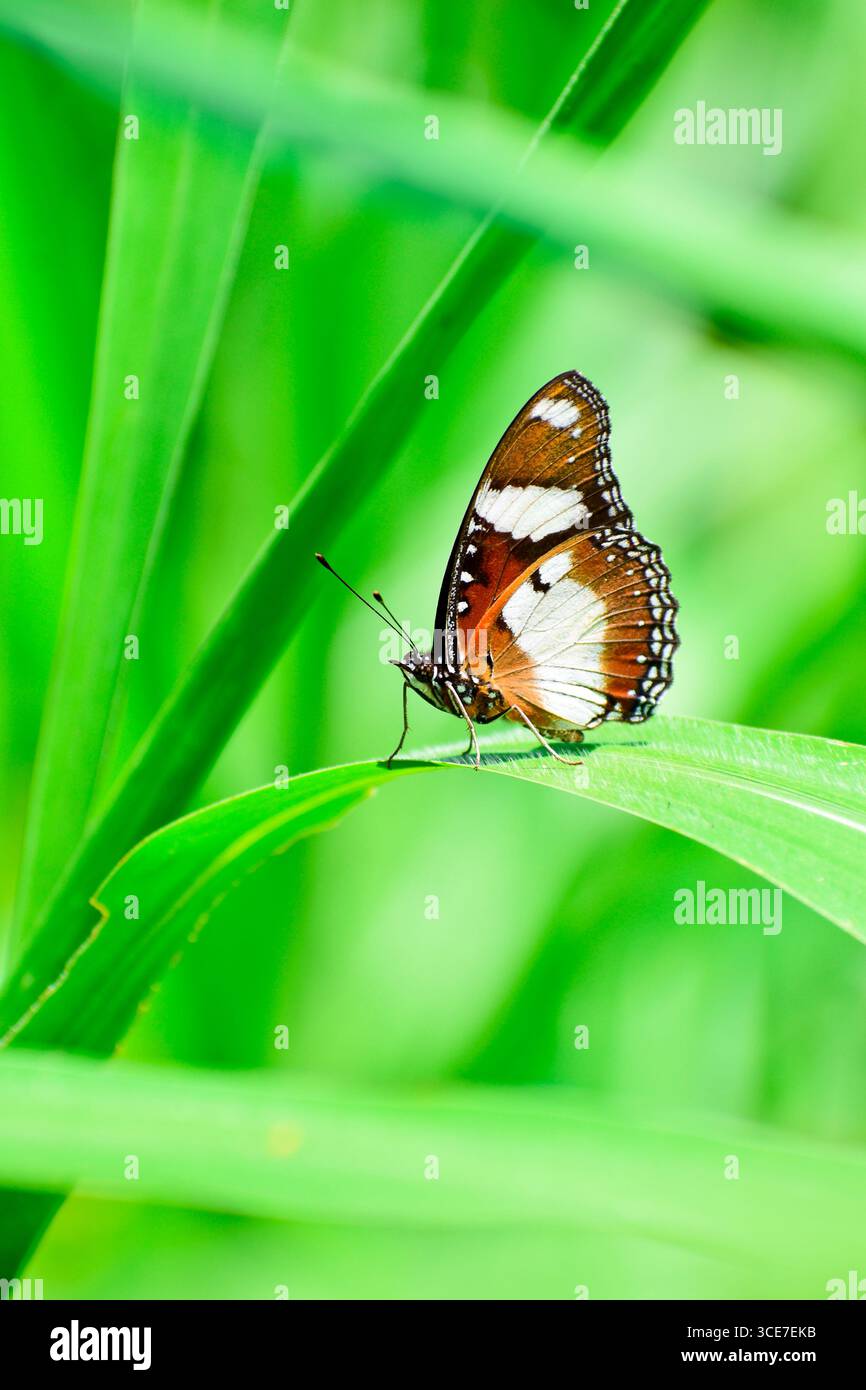Papillon monarque sur les feuilles d'herbe en arrière-plan flou Banque D'Images