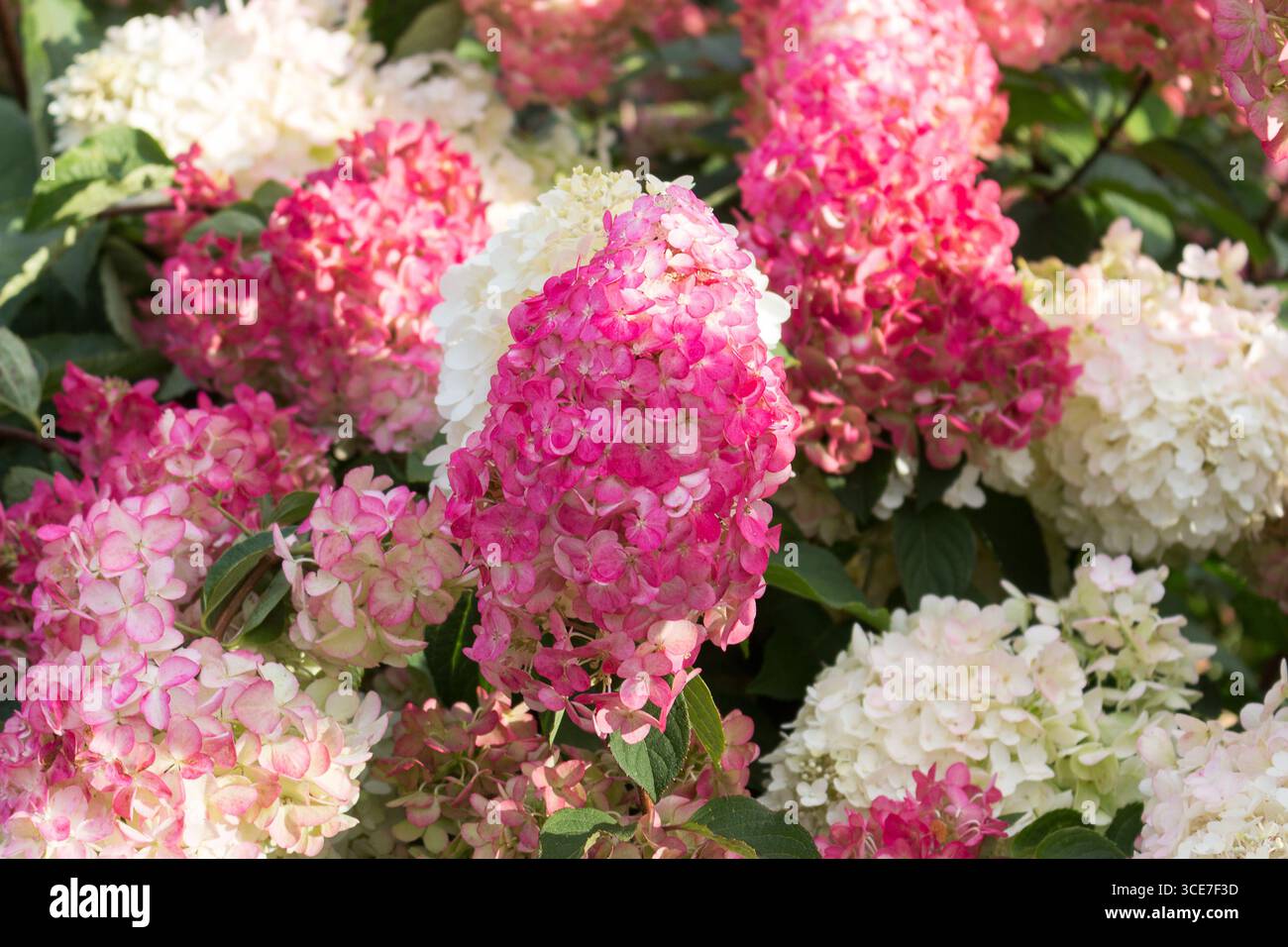 Hydrangea paniculata, Hydrangea paniculata vanille fraise décoration de jardin Banque D'Images