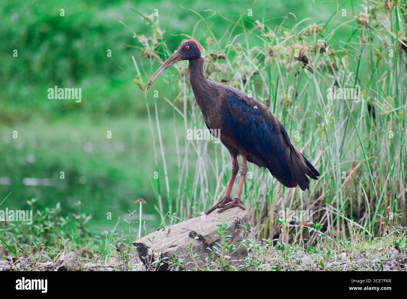 Un gros plan d'un ibis à poil rouge ( pseudibis papillosa ) debout dans le sable sur une rive de rivière Banque D'Images