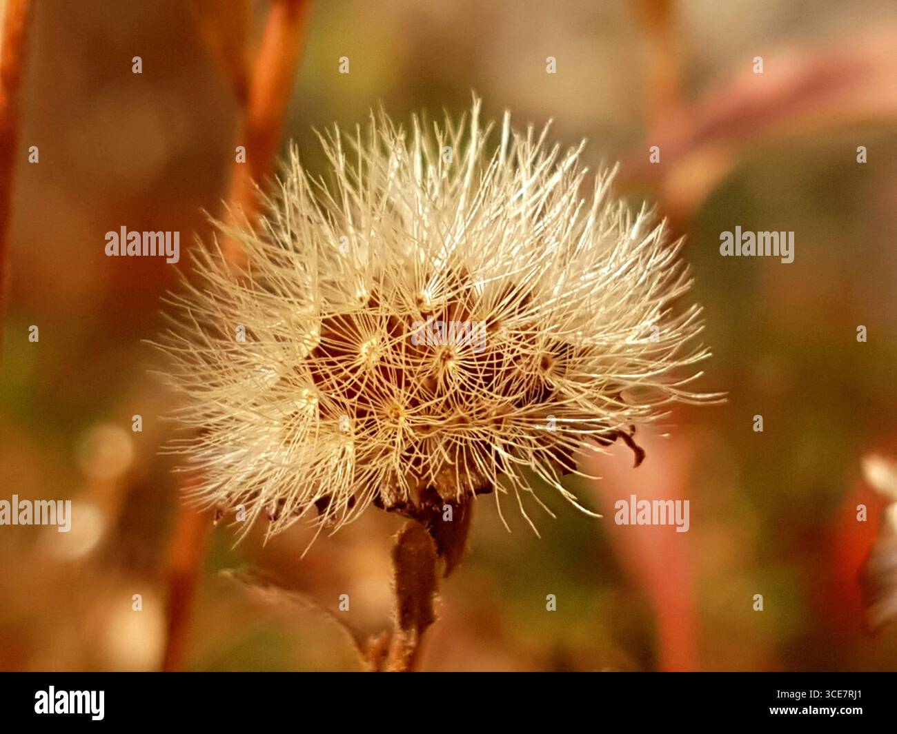 Gros plan d'une fleur séchée de pied de colza fanée dans une lumière chaude d'automne rouge-brun doré Banque D'Images Gros plan d'une fleur séchée de pied de colza fanée dans une lumière chaude d'automne rouge-brun doré Banque D'Images