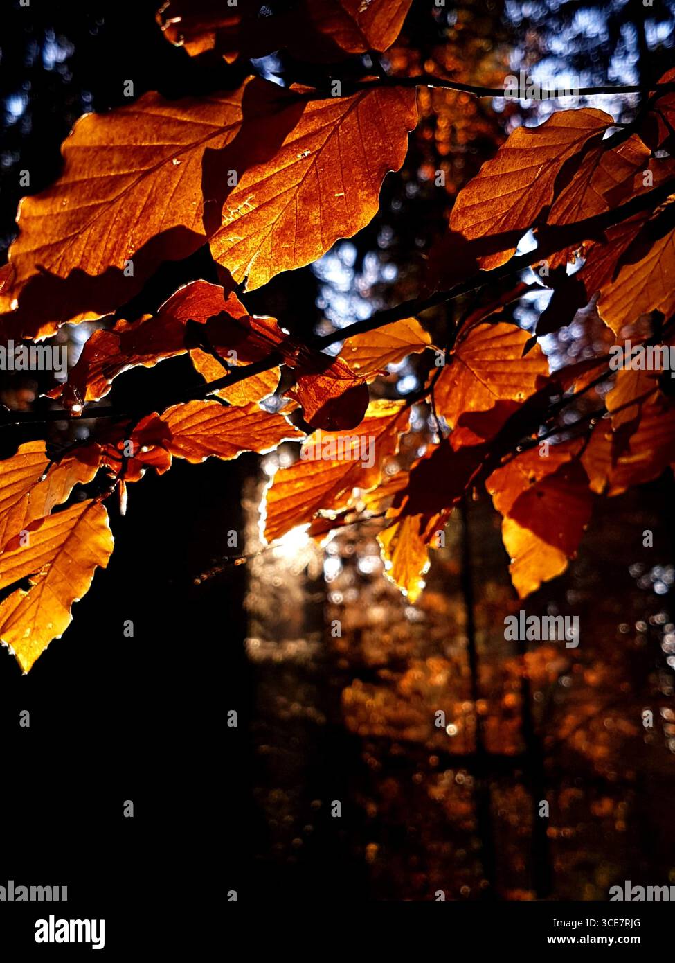 Feuilles de hêtre brun doré dans la forêt illuminée par les rayons de soleil d'automne chauds Banque D'Images Feuilles de hêtre brun doré dans la forêt illuminée par les rayons de soleil d'automne chauds Banque D'Images
