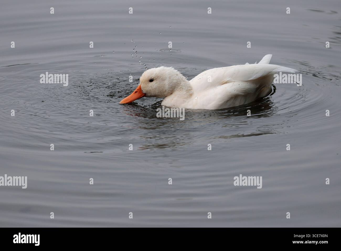 Canard Pékin anus platyrhynchos domesticus, élevé aux États-Unis à partir de colverts et de canards chinois pour la viande œufs et animaux de compagnie blanc plumage orange bec et pattes Banque D'Images
