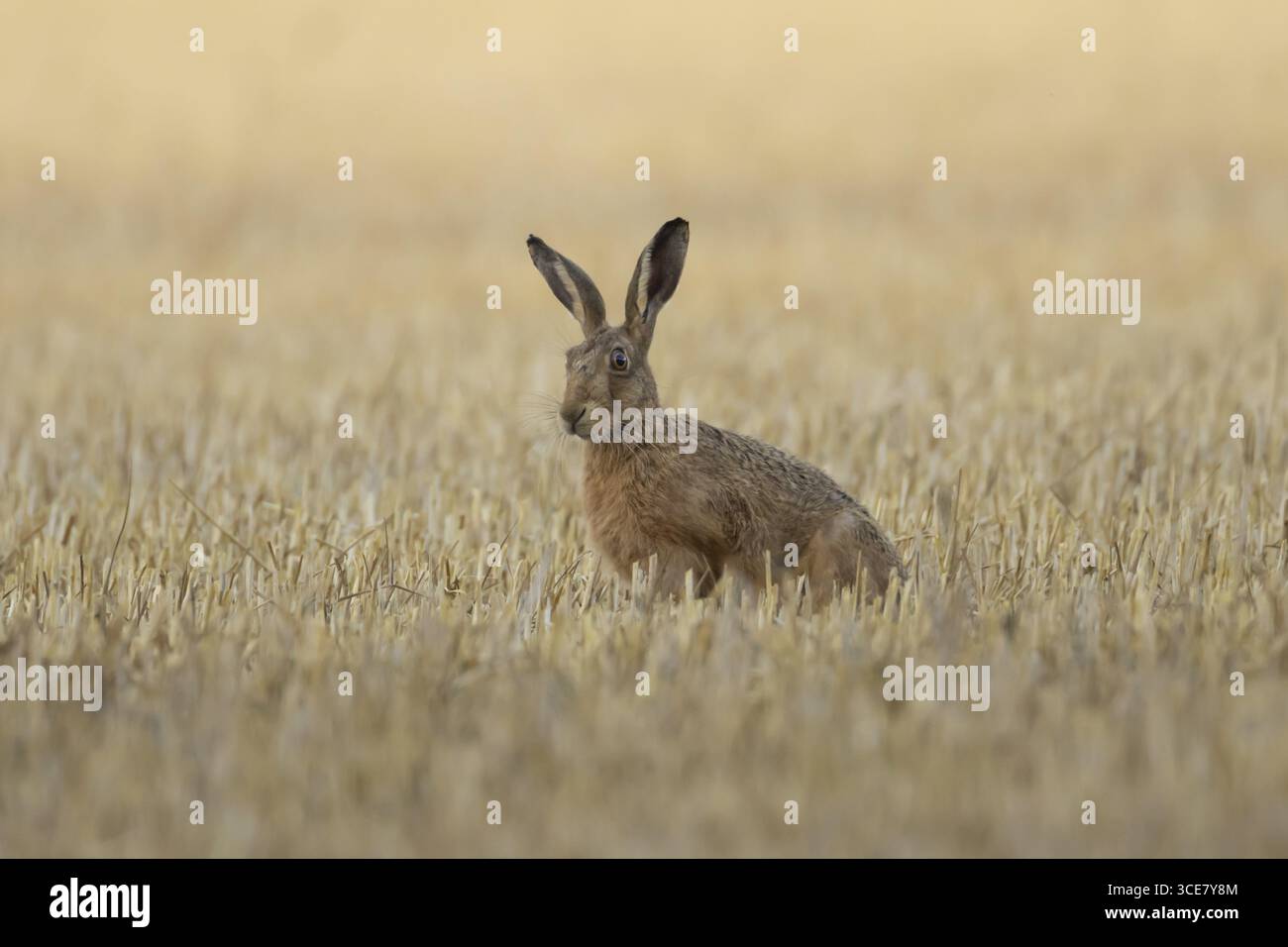 Lièvre brun européen (Lepus europaeus) animal adulte dans un champ de chaume de terre agricole en été, Angleterre, Royaume-Uni Banque D'Images