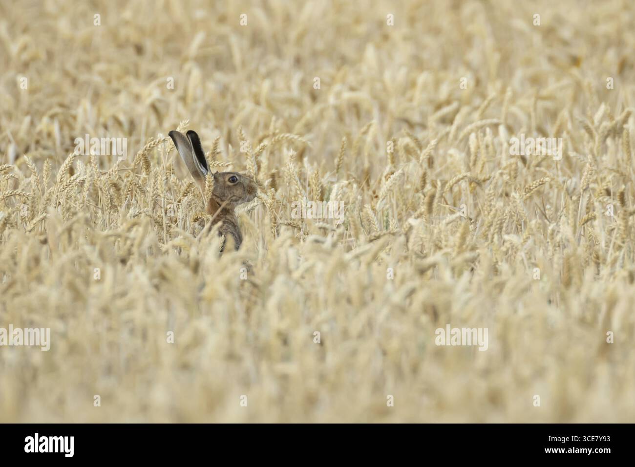 Lièvre brun européen (Lepus europaeus) adulte se nourrissant dans un champ de blé agricole en été, Angleterre, Royaume-Uni Banque D'Images