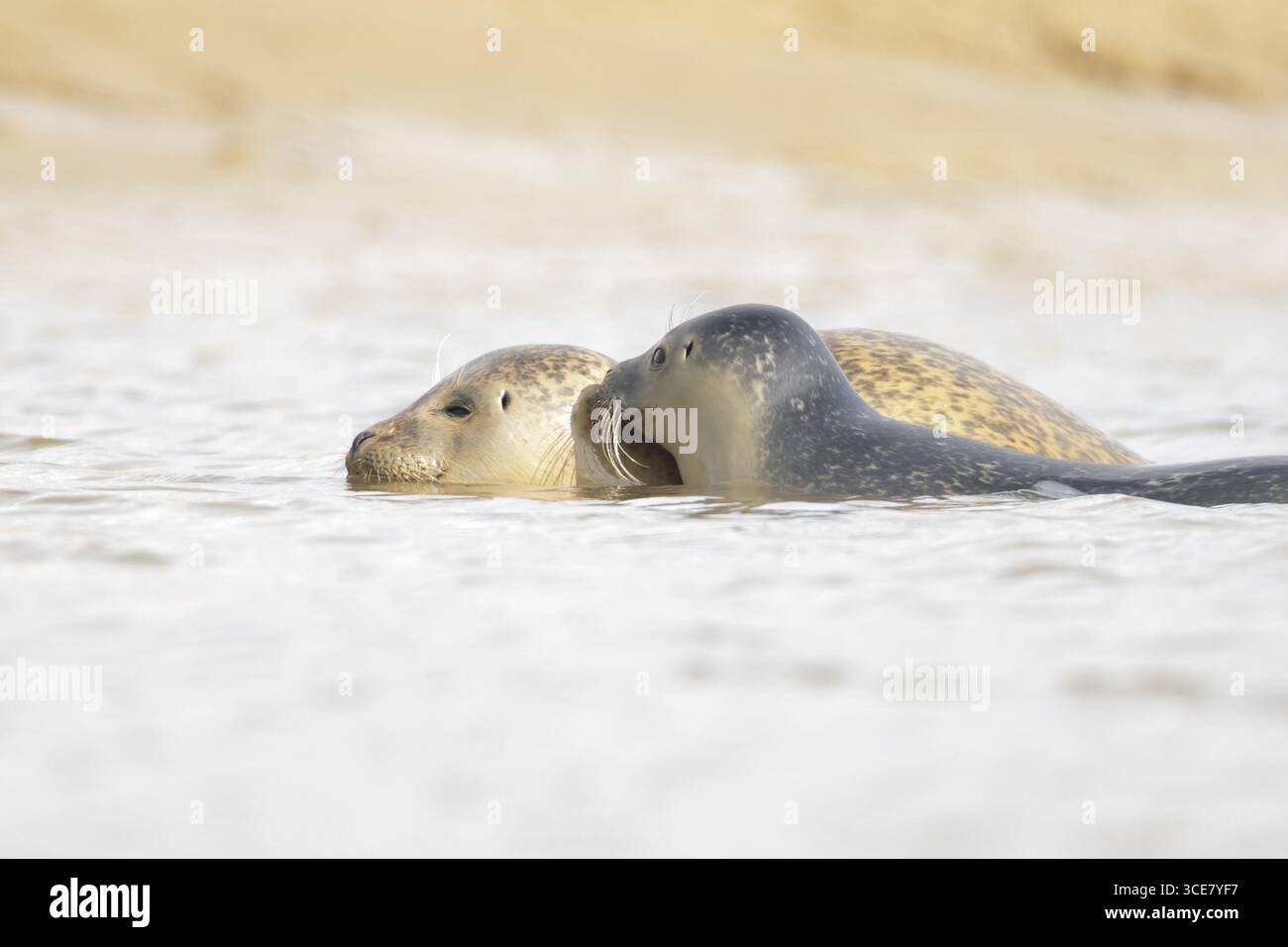 Phoque commun (Phoca vitulina) mère adulte animal et bébé juvénile dans la mer, Norfolk, Angleterre, Royaume-Uni Banque D'Images