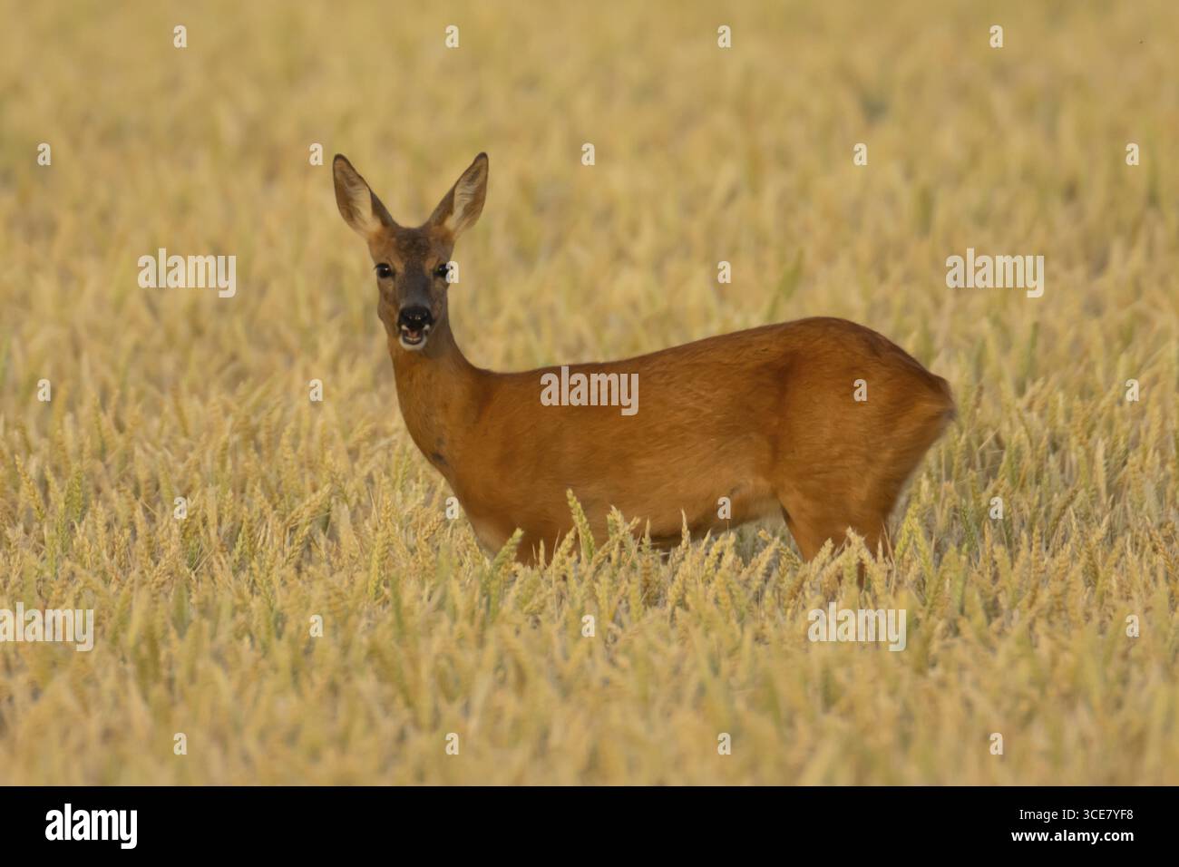 Chevreuil (Capreolus capreolus) femelle adulte biche dans un champ de blé agricole en été, Angleterre, Royaume-Uni Banque D'Images