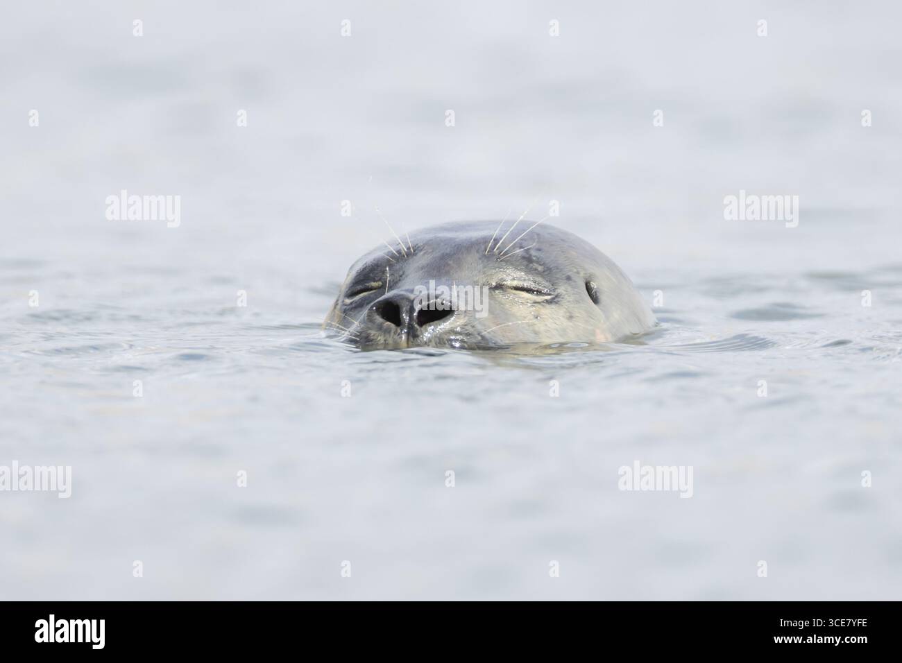 Phoque commun (Phoca vitulina) animal adulte dormant dans la mer, Norfolk, Angleterre, Royaume-Uni Banque D'Images