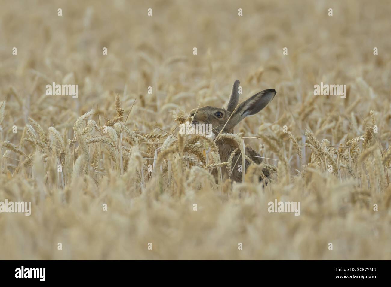 Lièvre brun européen (Lepus europaeus) adulte se nourrissant dans un champ de blé agricole en été, Angleterre, Royaume-Uni Banque D'Images