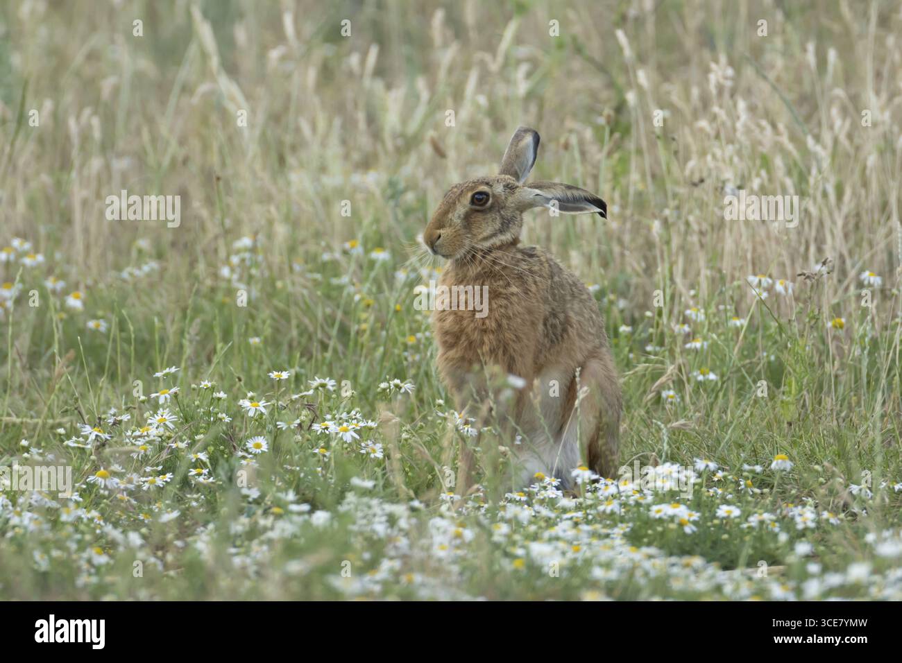 Lièvre brun européen (Lepus europaeus) animal adulte dans un champ agricole avec des fleurs de Mayflower en été, Angleterre, Royaume-Uni Banque D'Images