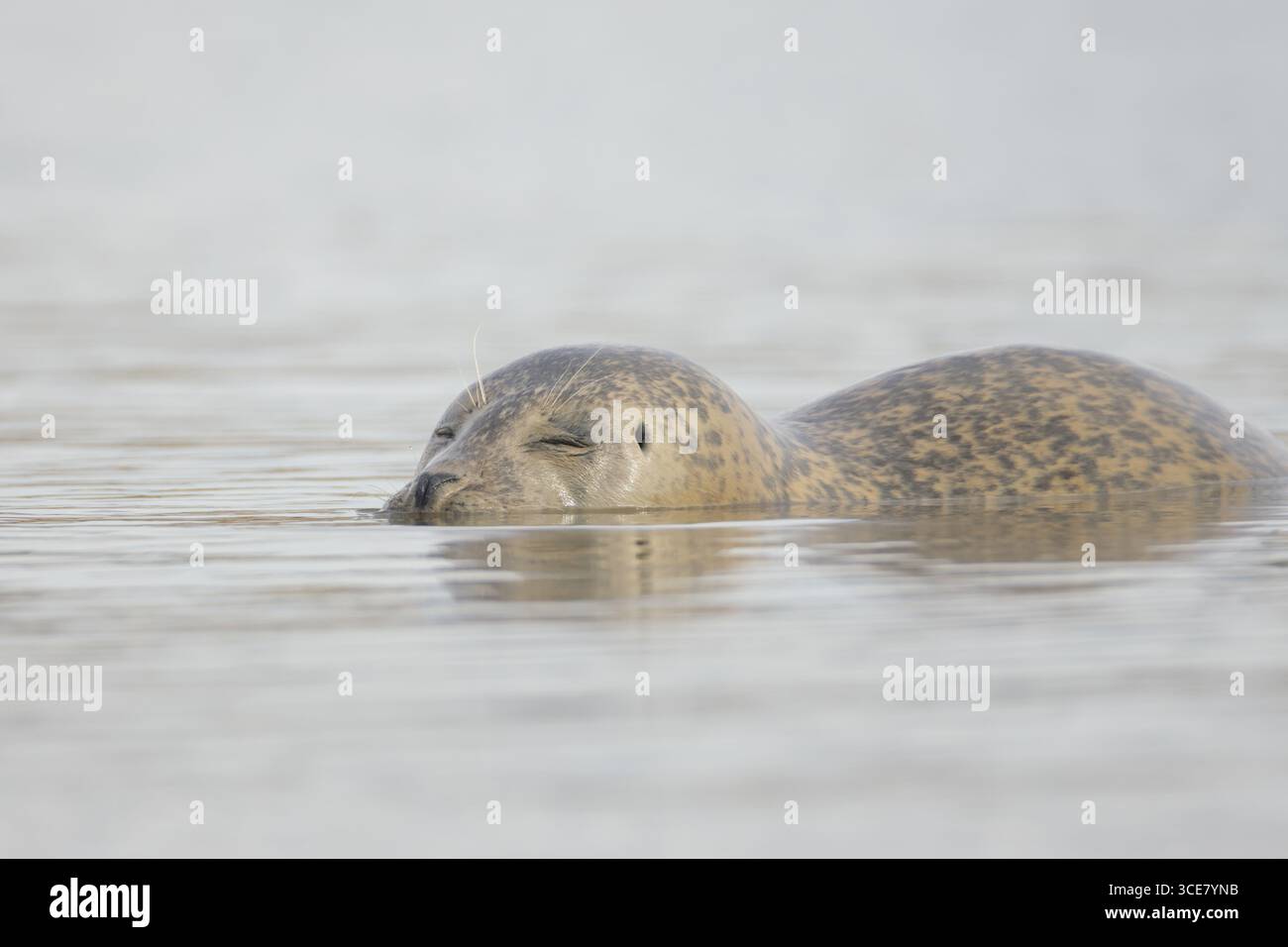 Phoque commun (Phoca vitulina) animal adulte dormant dans la mer, Norfolk, Angleterre, Royaume-Uni Banque D'Images