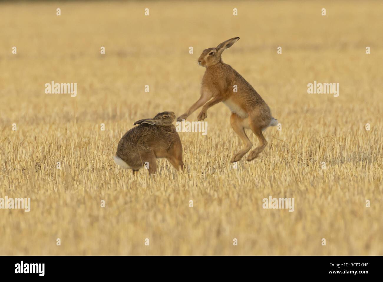 Lièvre brun européen (Lepus europaeus) deux lièvres animaux adultes boxant dans un champ de chaume de terre agricole en été, Angleterre, Royaume-Uni Banque D'Images