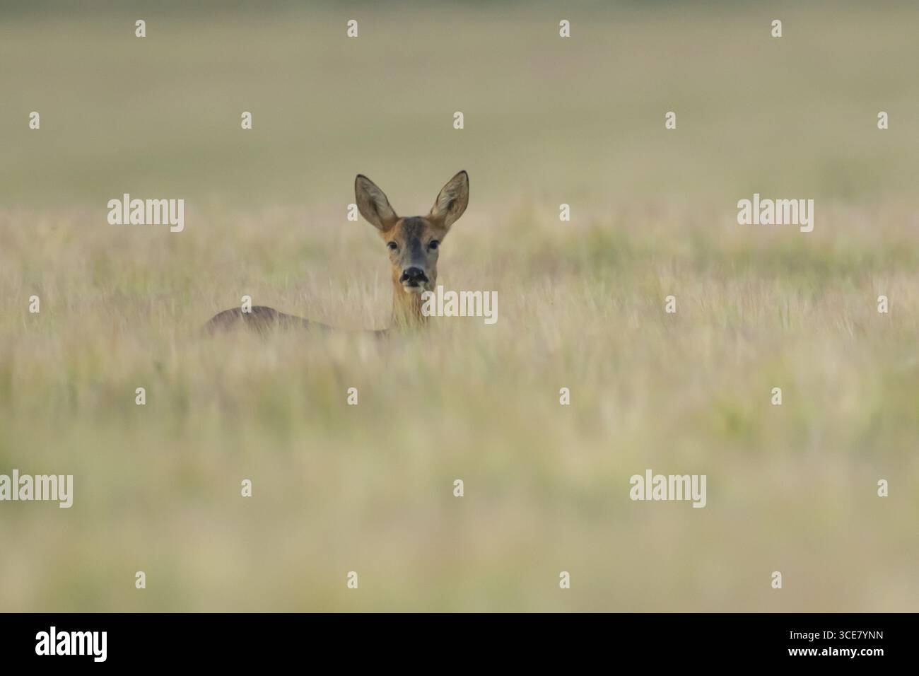Chevreuil (Capreolus capreolus) femelle adulte biche dans un champ d'orge agricole en été, Angleterre, Royaume-Uni Banque D'Images