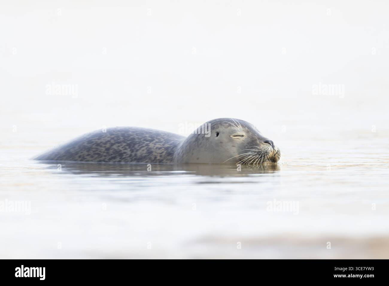 Phoque commun (Phoca vitulina) animal adulte dormant dans la mer, Norfolk, Angleterre, Royaume-Uni Banque D'Images