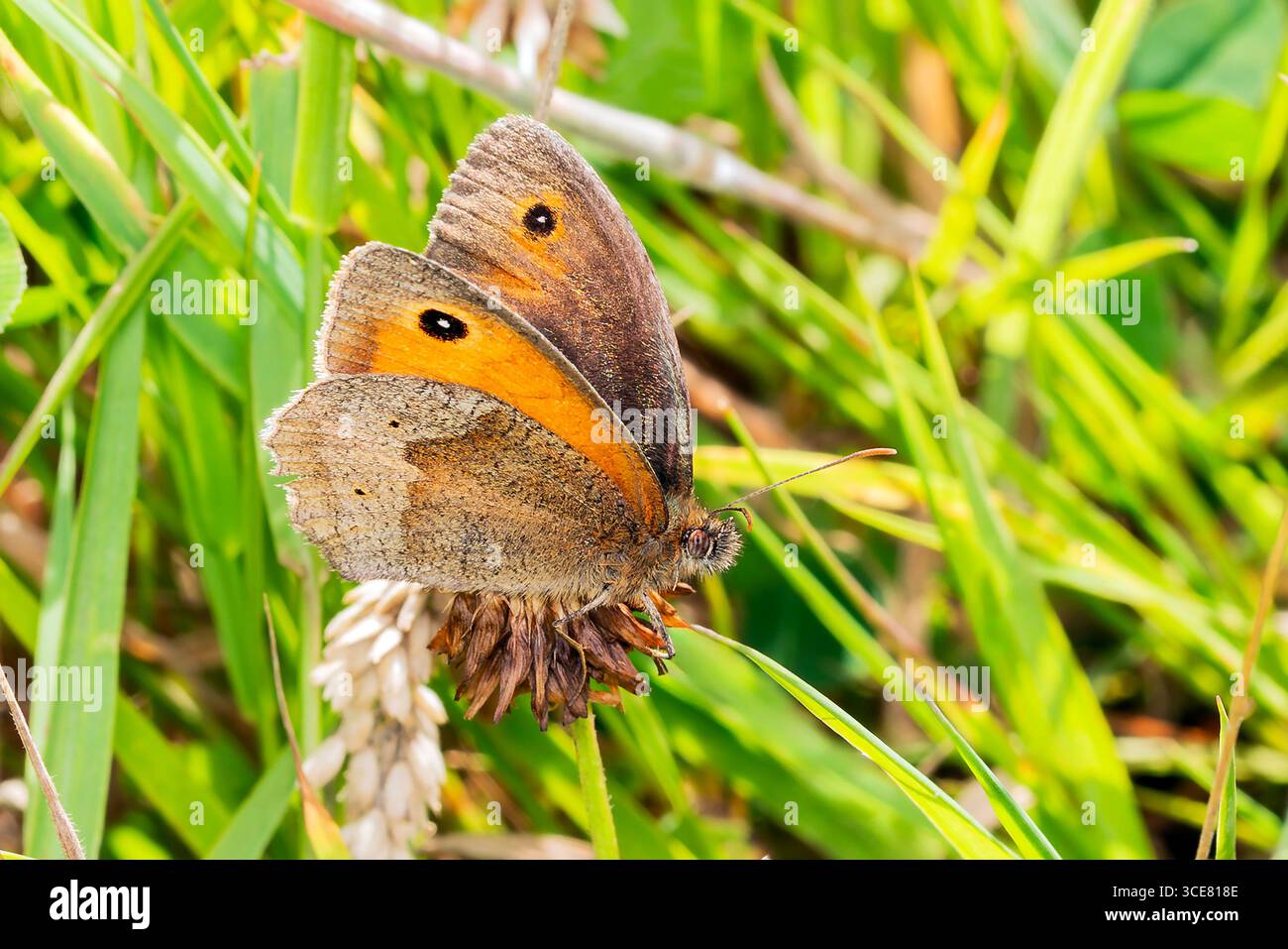 Meadow Brown Butterfly (Maniola jurtina) avec ses ailes déployées qui est un insecte brun volant au printemps et en été, photographie macro nature de bu Banque D'Images