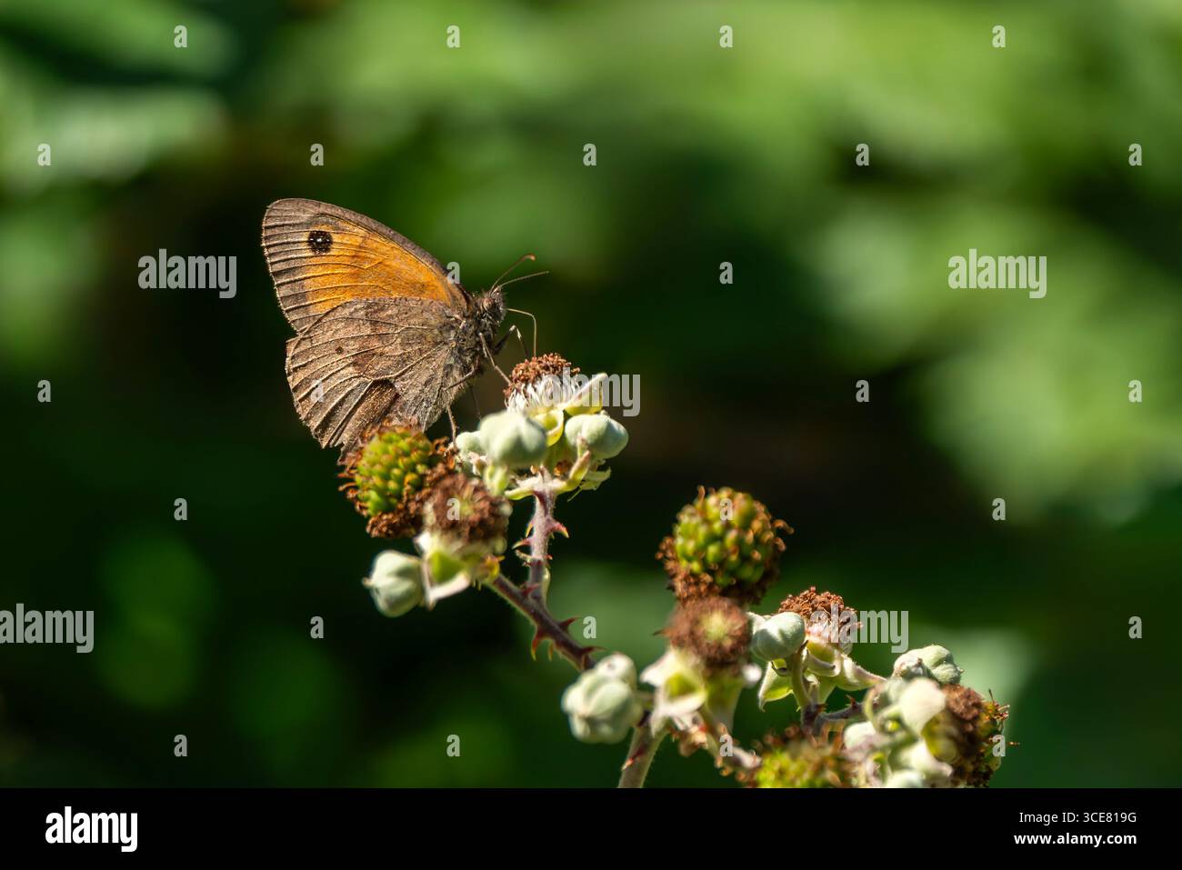 Meadow Brown Butterfly (Maniola jurtina) avec ses ailes repliées qui est un insecte brun volant au printemps et en été, photographie macro nature du beurre Banque D'Images