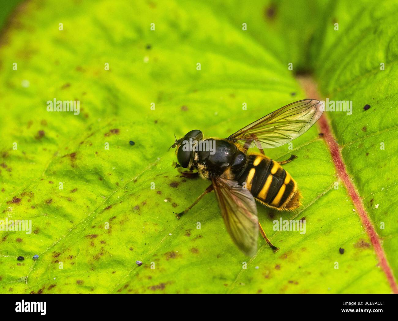 Femelle adulte Yellow-Barred Peat Hover Fly, Sericomyia silentis, reposant dans un jardin d'été britannique Banque D'Images