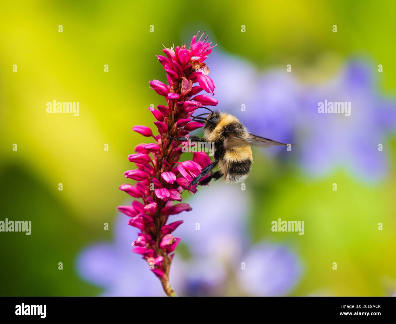 Bourdon de jardin britannique, Bombus hortorum, se nourrissant des fleurs d'été de Persicaria amplexicaulis Banque D'Images Bourdon de jardin britannique, Bombus hortorum, se nourrissant des fleurs d'été de Persicaria amplexicaulis Banque D'Images