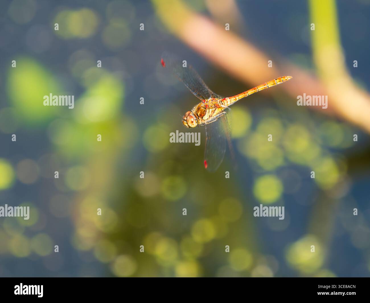 Libellule dard commune mâle adulte, Sympetrum striolatum, en vol patrouillant un territoire lacustre dans un jardin du Devon, Royaume-Uni Banque D'Images