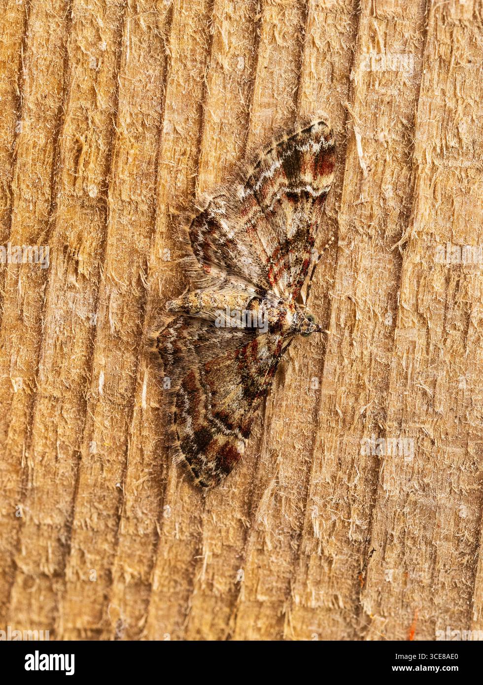 Ailes Brindled du géomètre de carlin à double rayures UK Garden Moth, Gymnoscelis rufifasciata Banque D'Images Ailes Brindled du géomètre de carlin à double rayures UK Garden Moth, Gymnoscelis rufifasciata Banque D'Images