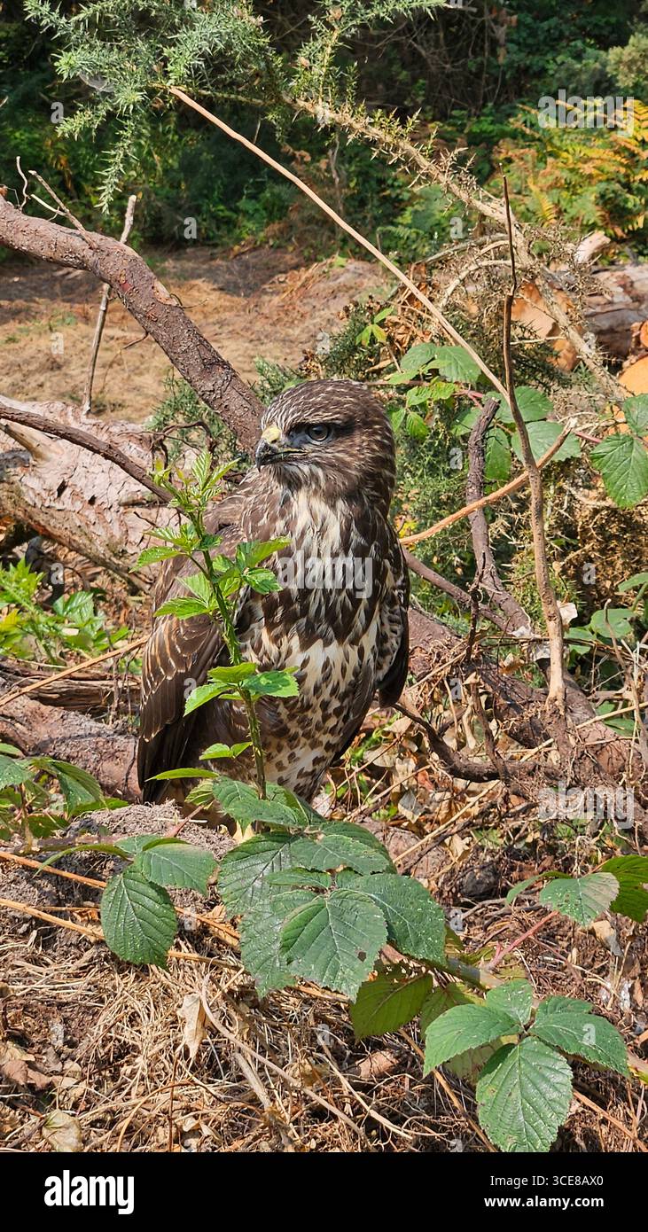 Buzzard commun dans les bois - Image de stock capturée avec un smartphone