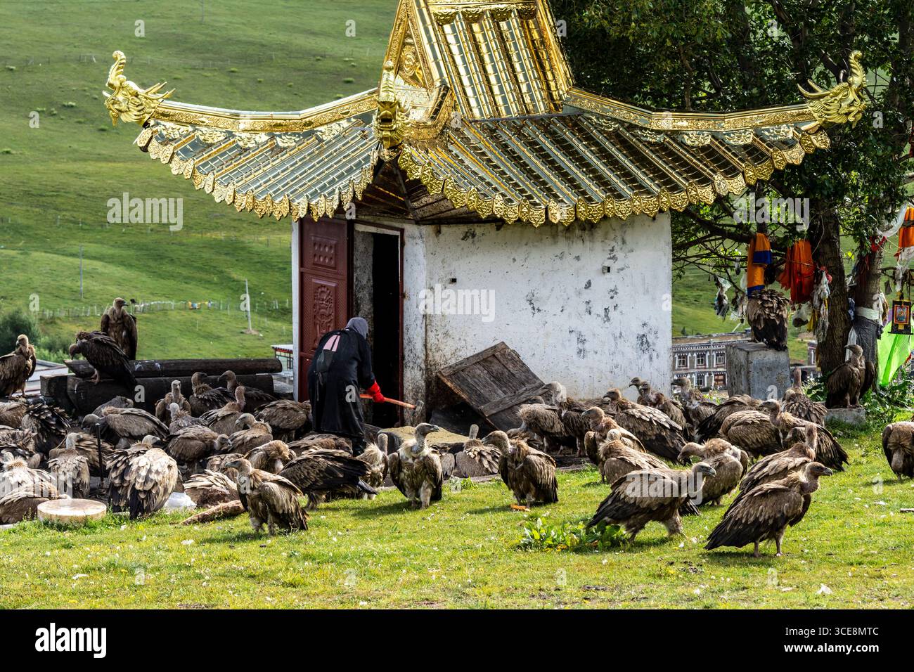 Enfouissement du ciel, Rogyapa nourrissant le corps d'une personne décédée à des vautours pour leur retour dans la nature, Tagong (Lhagang), préfet autonome tibétain de Garzê Banque D'Images