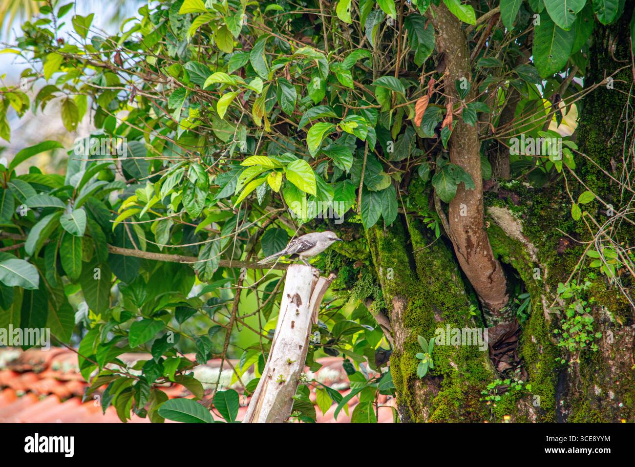 Un oiseau perché sur une branche d'arbre entouré d'un feuillage vert luxuriant à Popayán, Cauca, Colombie, mettant en valeur la beauté de la nature. Banque D'Images