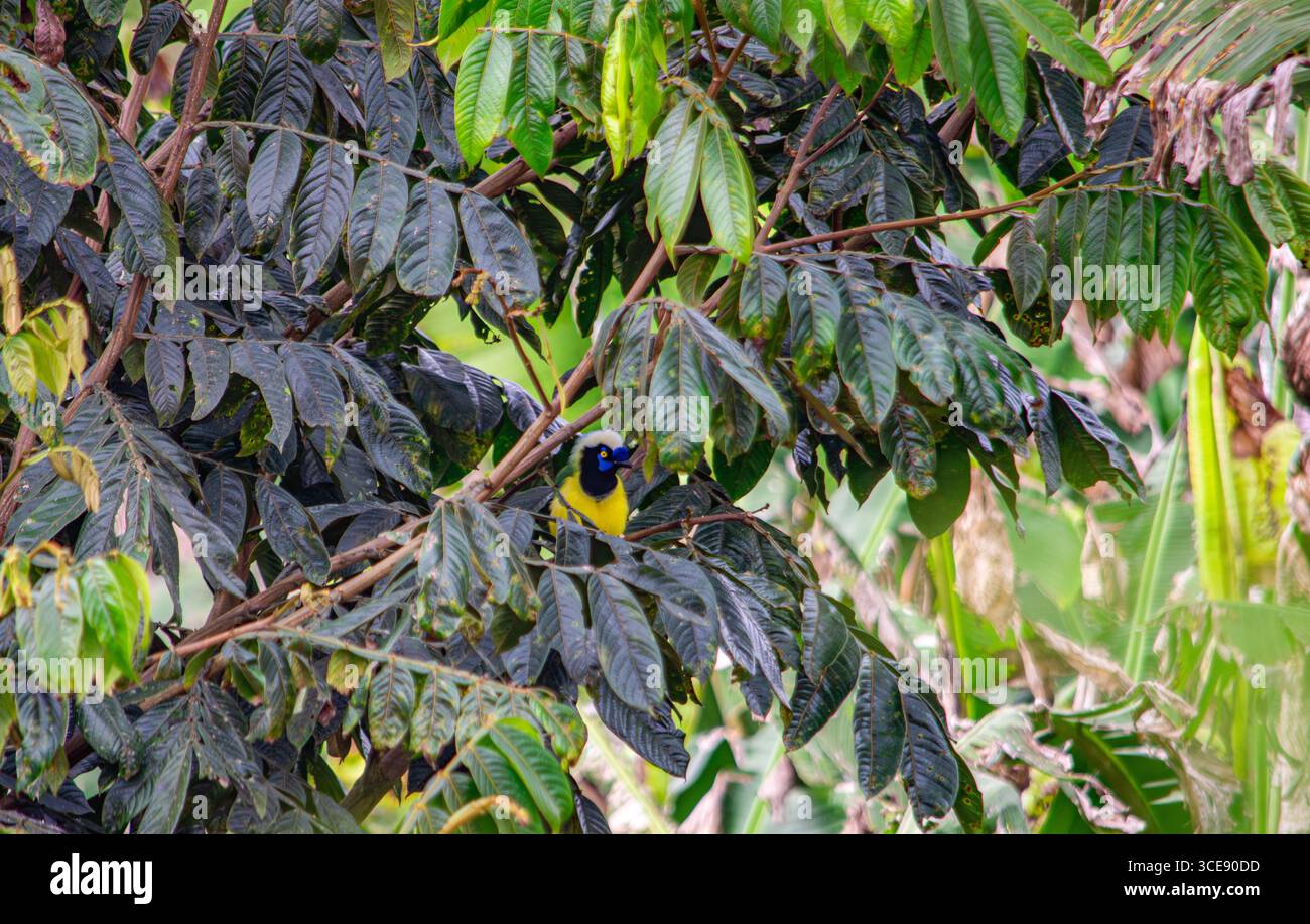 Un oiseau vibrant avec des plumes jaunes et bleues perché parmi des feuilles vert foncé à Popayán, Cauca, Colombie. Banque D'Images