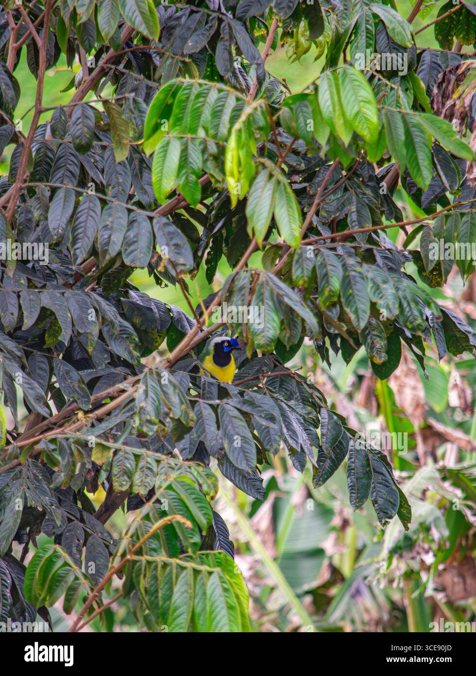 Un oiseau vibrant se cachant parmi les feuilles vertes luxuriantes à Popayán, Cauca, Colombie, mettant en valeur la riche biodiversité de la région. Banque D'Images