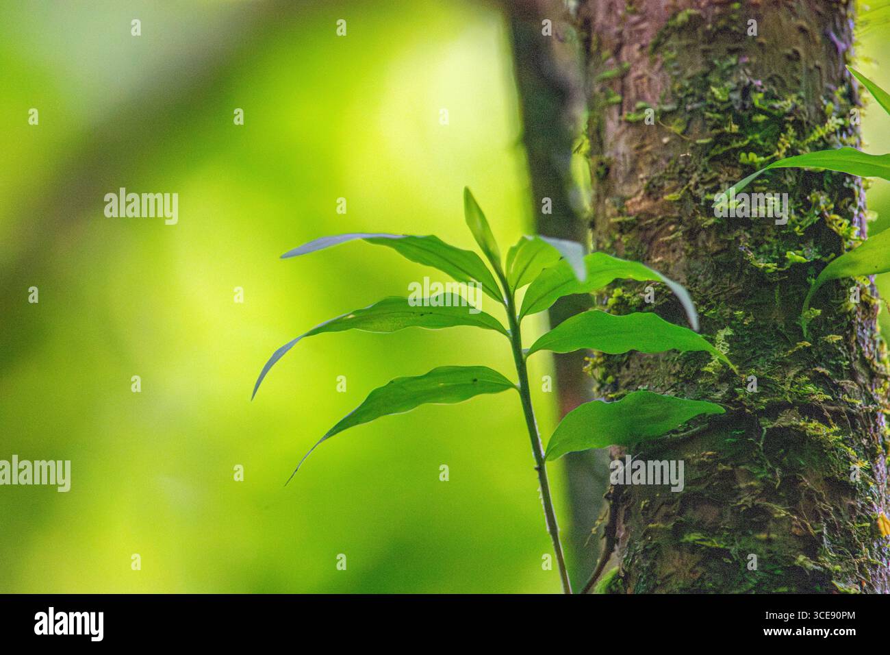 Gros plan de feuilles vertes vibrantes poussant sur un tronc d'arbre texturé dans un environnement luxuriant de Popayán, Cauca, Colombie. Banque D'Images