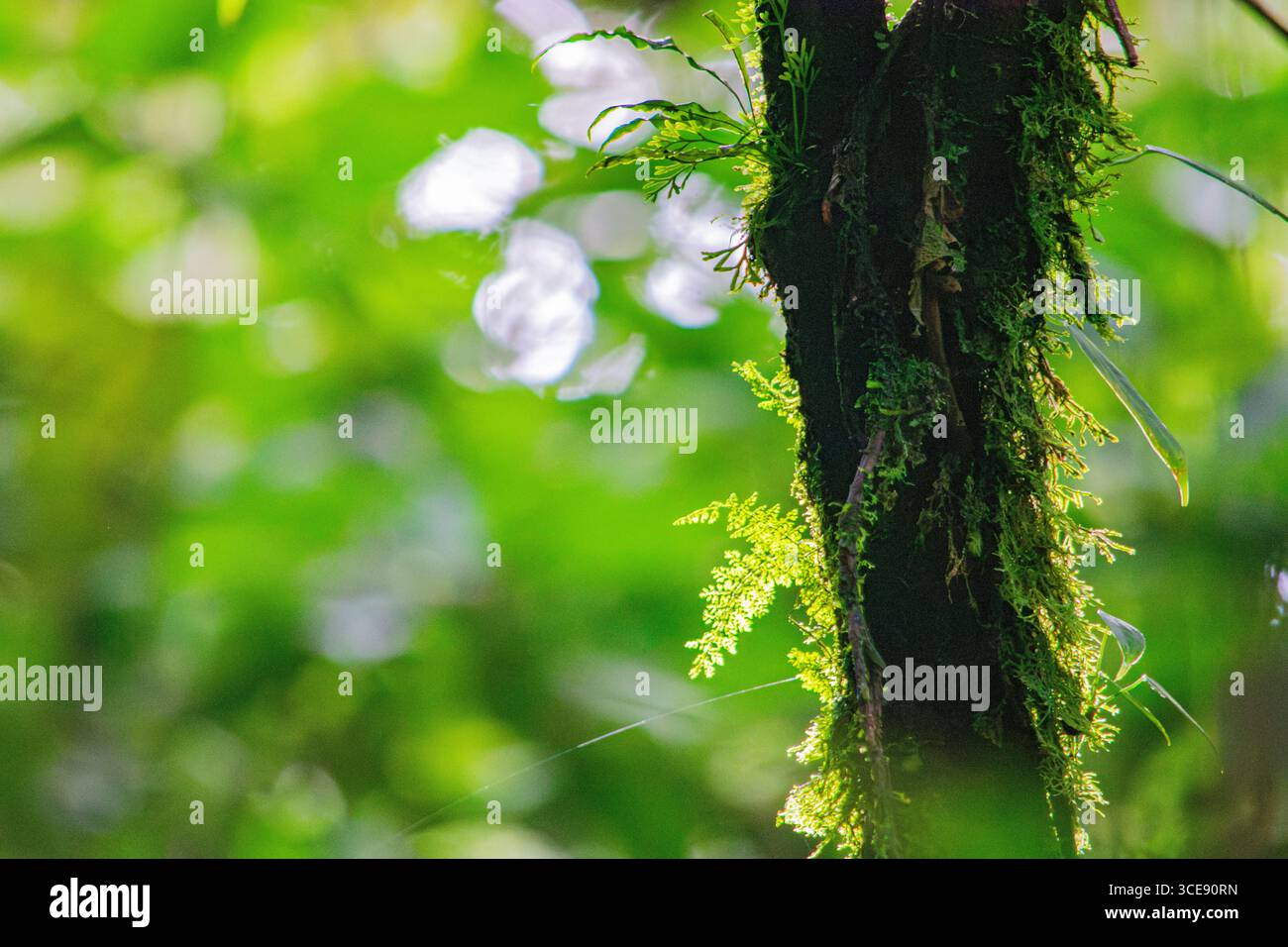 Gros plan d'un tronc d'arbre couvert de mousse entouré d'un feuillage vert vibrant à Popayán, Cauca, Colombie. Banque D'Images