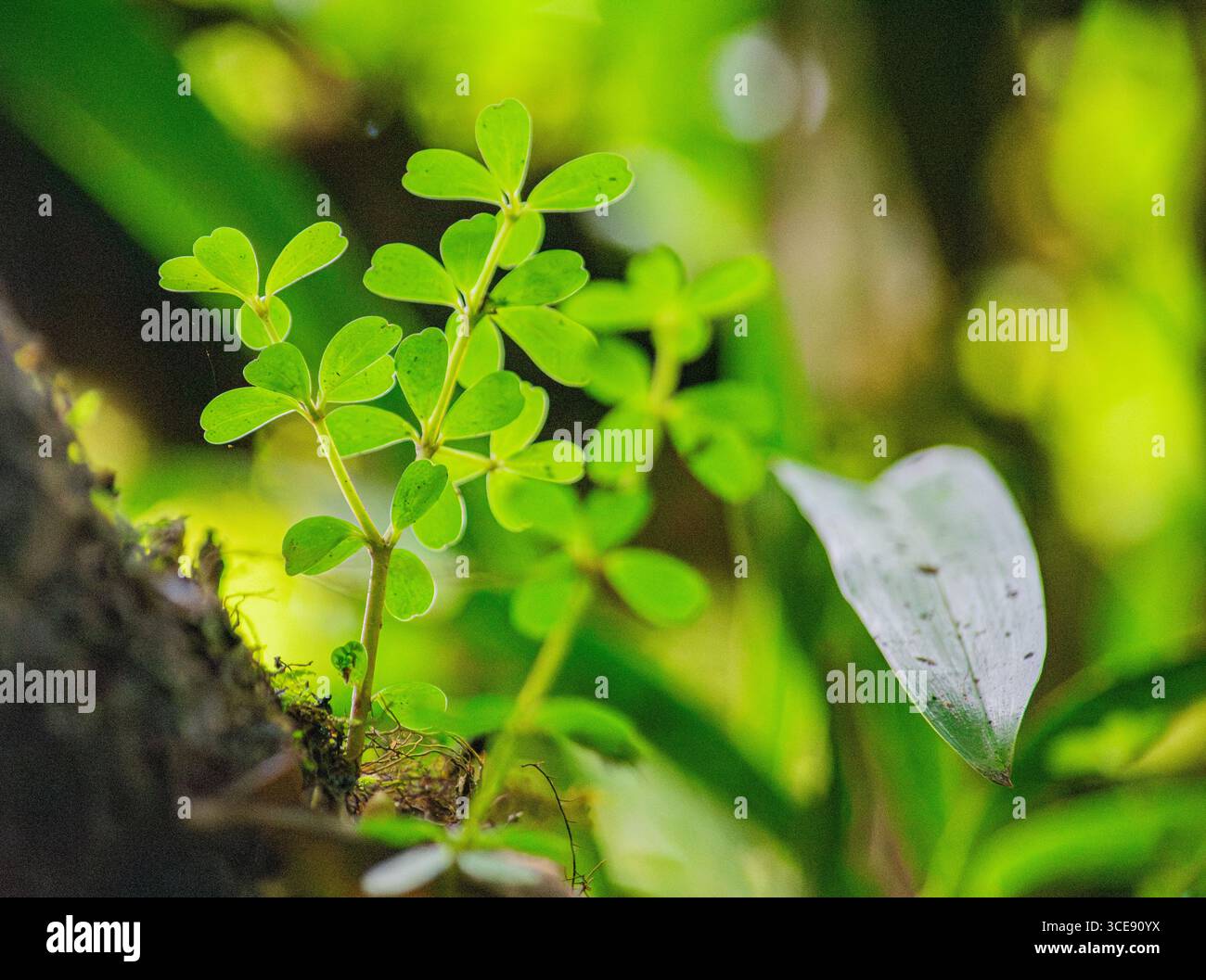 Gros plan de plantes vertes vibrantes présentant un feuillage luxuriant, trouvées à Popayán, Cauca, Colombie. Banque D'Images