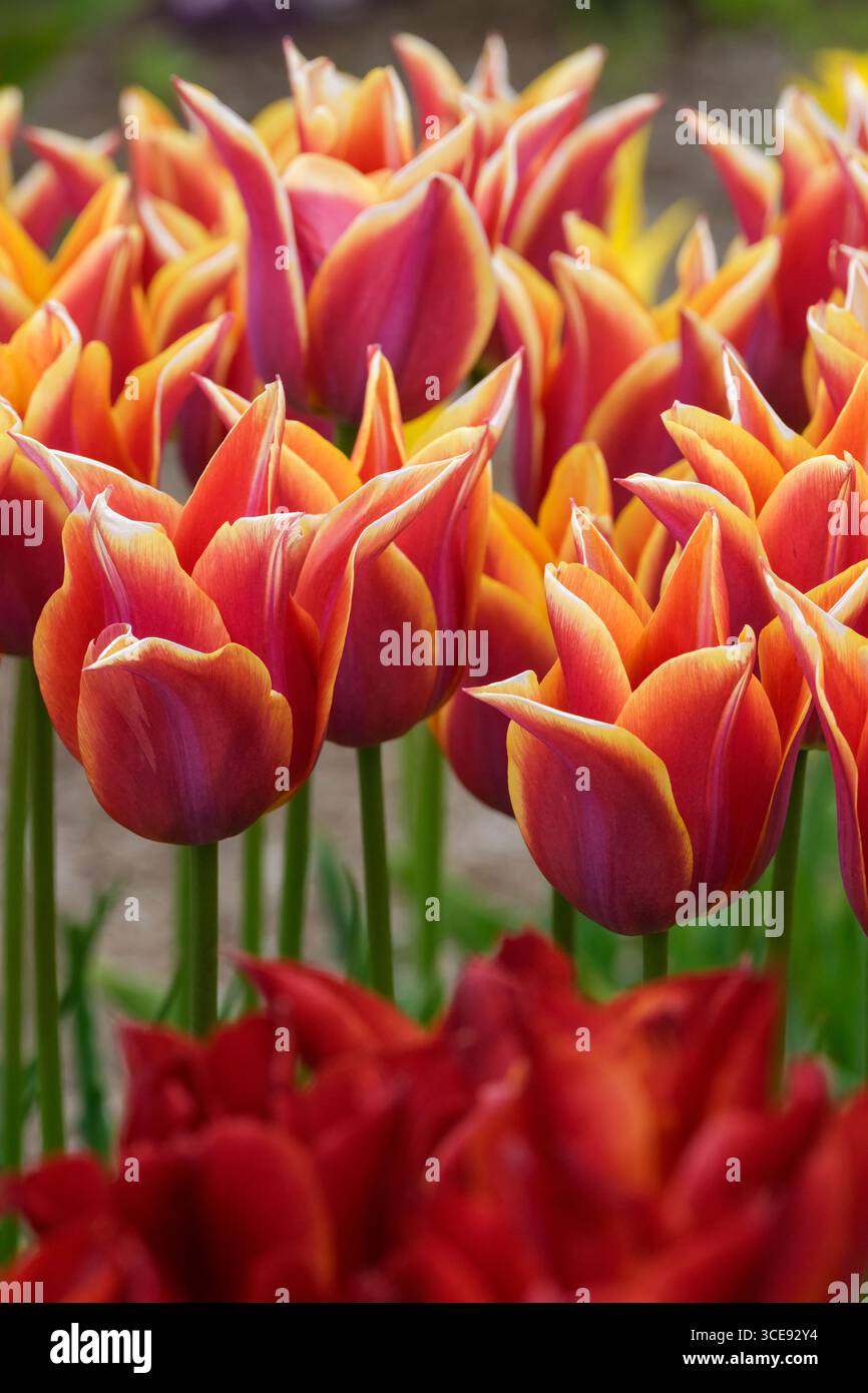 Tulipa Sonnet, tulipe Sonnet, fleurs cannelées pourpre-rouge à fleurs de lys, bord jaune doré Banque D'Images
