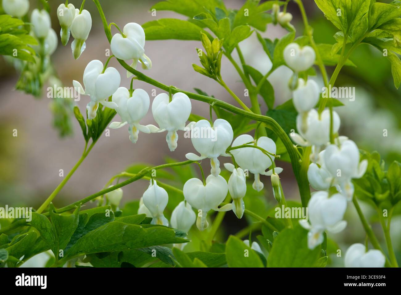 Lamprocapnos spectabilis Alba, coeur saignant blanc, en forme de coeur, fleurs blanches pendent de tiges arquées Banque D'Images