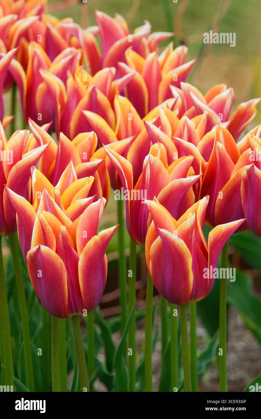 Tulipa Sonnet, tulipe Sonnet, fleurs cannelées pourpre-rouge à fleurs de lys, bord jaune doré Banque D'Images