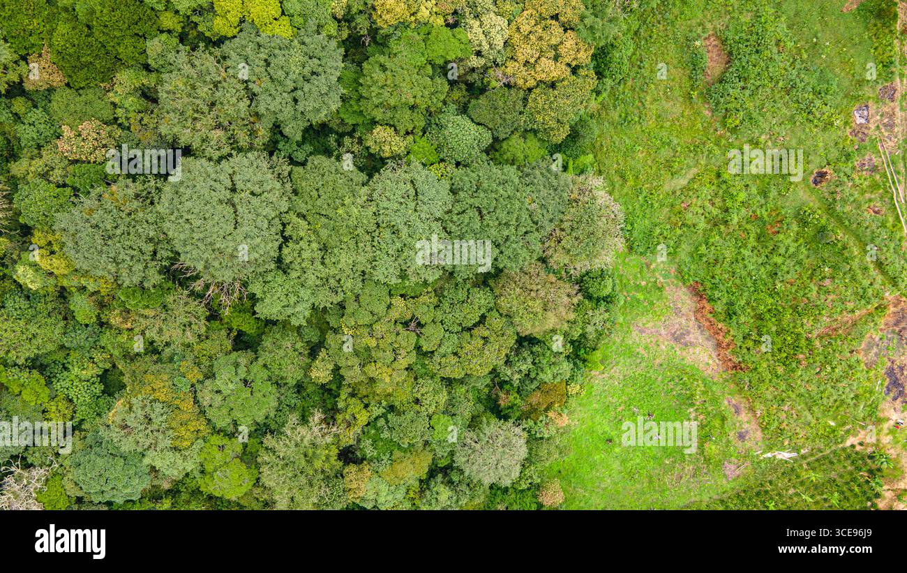 Superbe image aérienne montrant le feuillage vert vibrant d'une forêt dense à Popayán, Cauca, Colombie. Banque D'Images