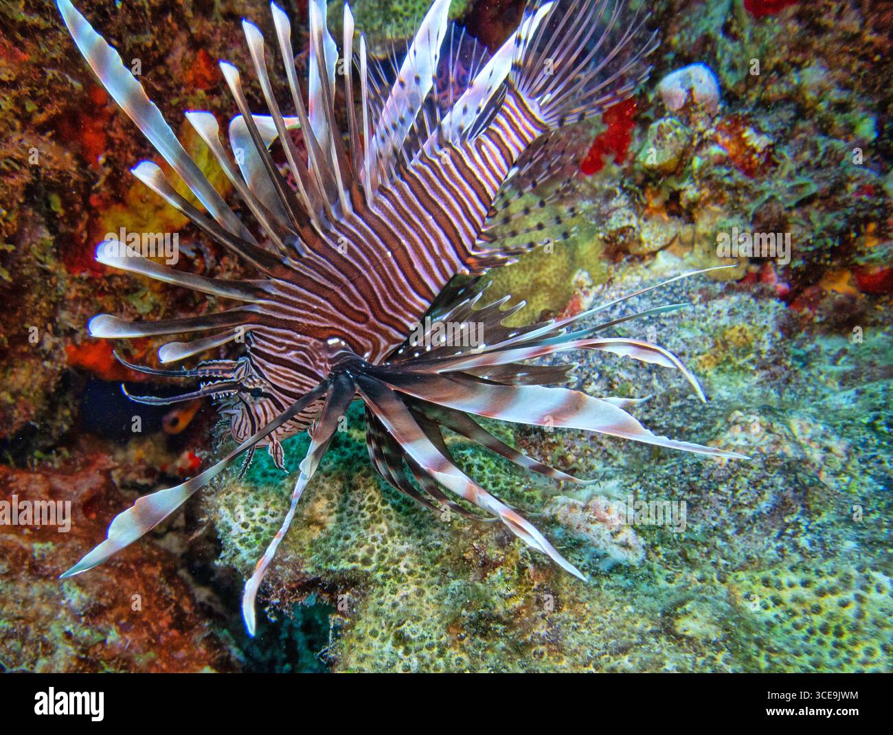 Pterois est un genre de poisson marin venimeux, communément connu sous le nom de poisson-lion, Banque D'Images